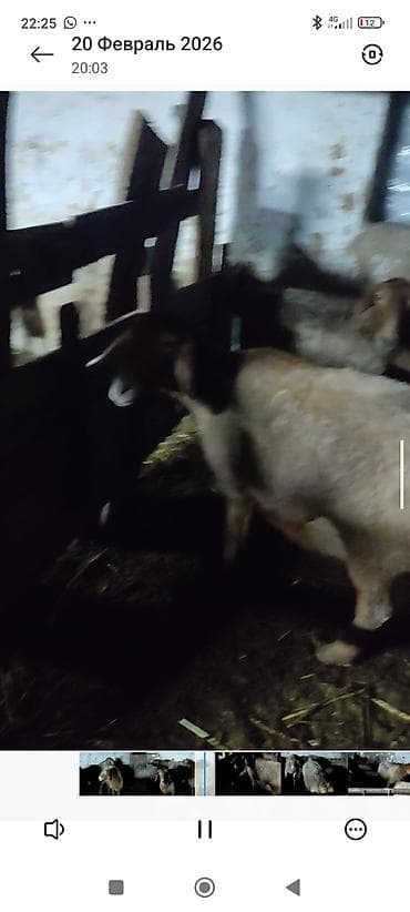 индюшата биг6: Продаю | Овца (самка) | Для разведения | Матка — 4