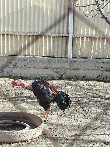 Кошки: Продаю | Куры — 2