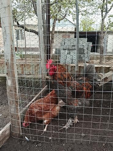 купить орла птицу: Продаю | Куры | Брама | Для разведения — 2