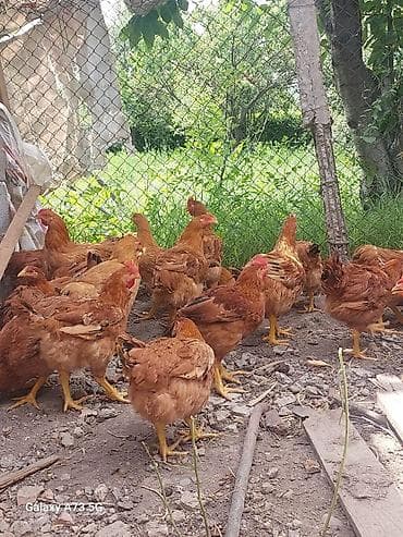 Животные: Продаю | Куры | Несушки — 1