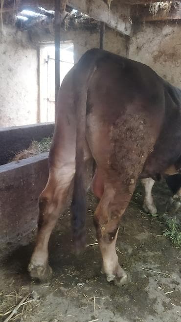 бык производитель: Продаю | Бык (самец) | Швицкая | Для разведения | Осеменитель — 4