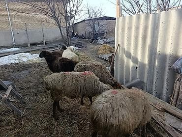 овечья шерсть цена за кг: Продаю | Овца (самка) | Для разведения — 3