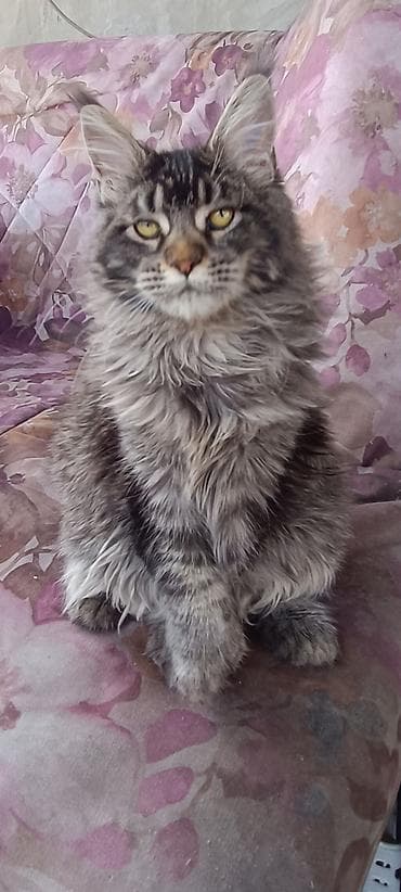 Полидакт 6/6/6/6 Кошечка Мейн Кун, с длинной шерстью и крупными