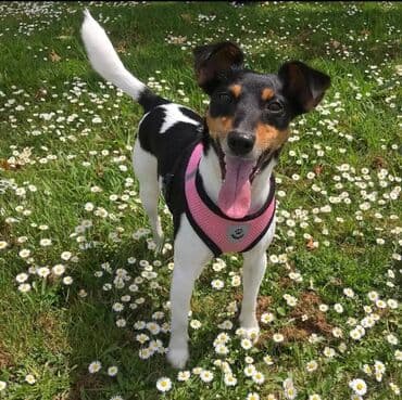 Кемирүүчүлөр: Широкие шлейки с поводком для собак и кошек. Качество отличное — 4