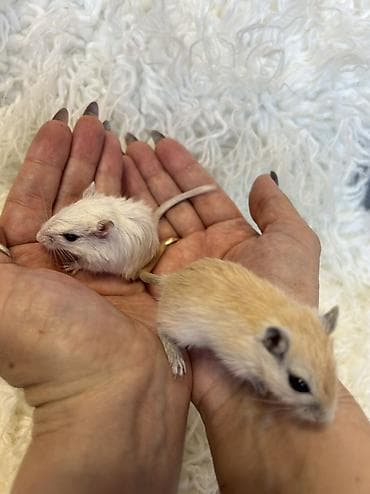 Шиншиллы: Продаются хомячки джунгарские, сирийские, ангорские пушистые хомячки — 7