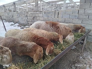 овцы дорпер купить: Продаю | Овца (самка) | Для разведения — 2