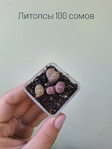 фитолампа: 💚 Комнатные растения от 100 сомов (детки/укоренённые растения) — 5
