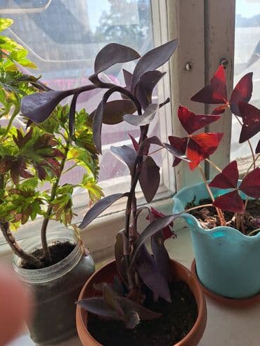 комнатный гранат: Комнатные растения в горшках - Фиолетовая традесканция — 1