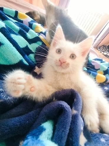 игровой комплекс для кошек: 3 месяца, Девочка — 2