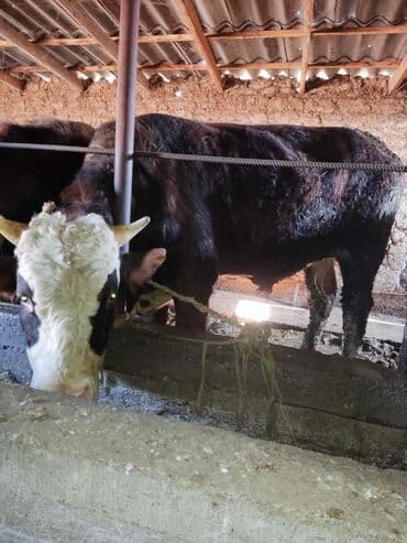 отдам в добрые руки собаку: Продаю | Бык (самец) | Для разведения | Племенные — 4