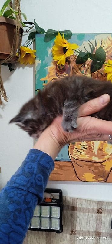 уй сатылат бишкек 2022: Мейн-Кун 🥰. Раннее бронирование ❤️ Осталась одна шикарная — 4