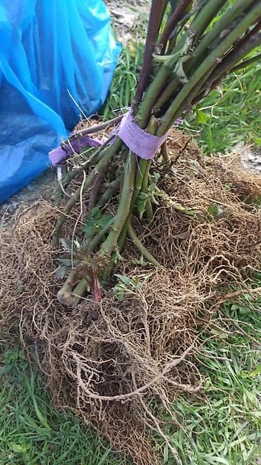 ложка для мороженного: Ежемалина Лохтей
ежемалина Лохнес — 3