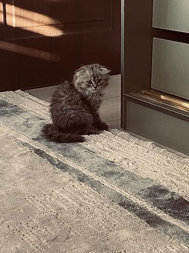 товары для кошек: Скотиш Фолд (Шотландская вислоухая), 2 месяца, Девочка, Серебристая шиншилла, Приучена к лотку — 7