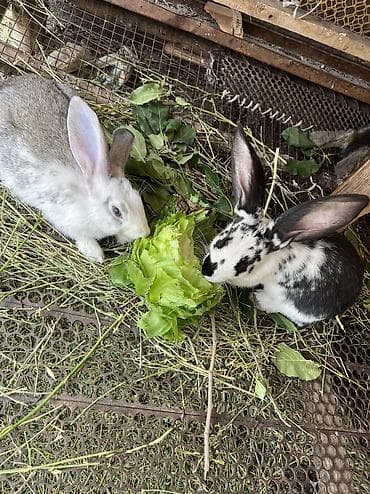 Үй жаныбарлары: Сатам | Ургаачы коен | Көбөйтүү үчүн — 3