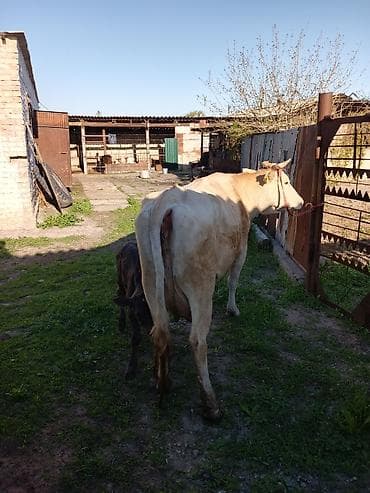 баранина живой: Продаю | Корова (самка) | Для молока | После отела — 3