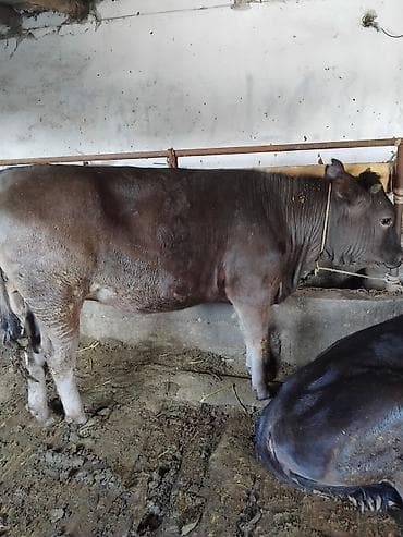 голова корова: Продаю | Бык (самец) | На откорм | Привязанные — 2