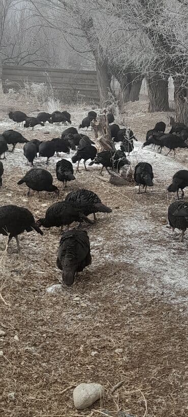 дом животных: Продаю | Индюшка (самка) | Черный принц | На забой, Для разведения | Племенные — 2