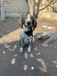 акустические системы triangle elara колонка в виде собак: Дратхаар, 3 месяца, Самец, С прививкой — 4