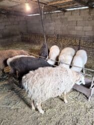 продажа щенков немецкой овчарки с документами в бишкеке: Продаю | Овца (самка) | Для разведения, Для шерсти, На забой | Матка, Ярка, Кастрированные — 1