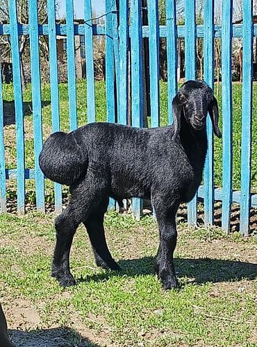 быки на мясо: Продаю | Ягненок | Гиссарская | Для разведения | Племенные — 2