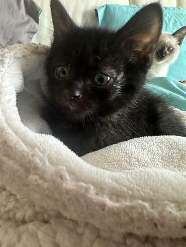 купить британского короткошерстного котенка: Кошка даром: Беспородная, 3 месяца, Мальчик, Метис — 1