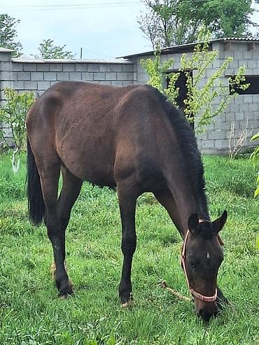 Продаю | Кобыла (самка)