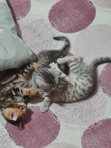 ош коты: Скотиш Страйт (Шотландская прямоухая), 1 месяц, Девочка, Серебристая шиншилла, Метис — 5