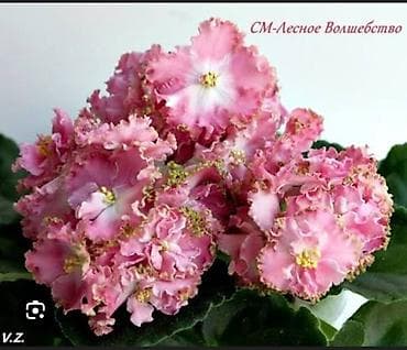 чоп орчу: Продаю детки сортовых фиалок,около 200 сортов🌺🌿🌺. Цены 80-130сом. Есть — 4