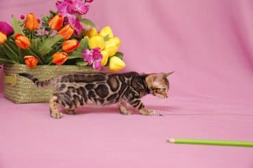 новорожденные котята: Дорогие друзья долгожданный помет . Бенгальские котята .от самых — 2