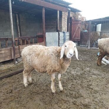 контейнер для животных: Продаю | Ягненок | Полукровка | Для разведения — 5