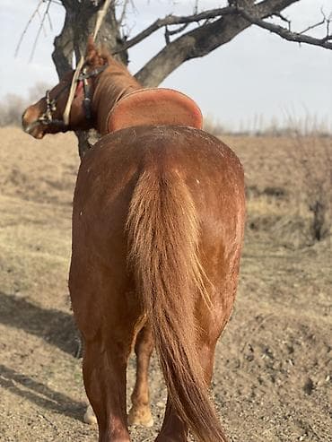 куплю жеребят: Продаю | Конь (самец), Жеребец | Дончак, Кара Жорго | Для разведения, Рабочий, Конный спорт — 2