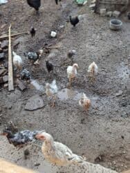 продажа щенков немецкой овчарки с документами в бишкеке: Тоок, короз, 5-6 айлык жожо тооктор сатылат. Баасын суйлошобуз — 2