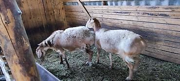 Продам с/х животных: Продаю | Овца (самка) | Арашан | Для разведения | Матка — 3