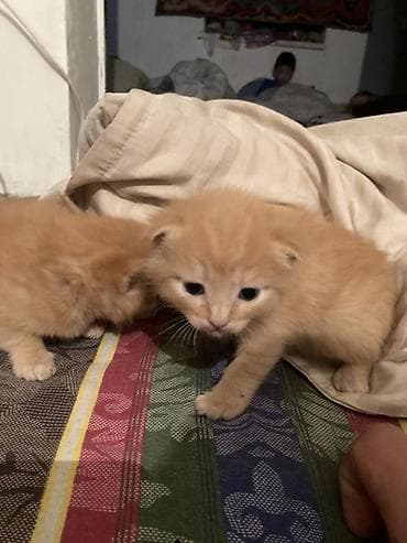 Животные: Рыжие котята - Описание: два пушистых рыжих котёнка с круглой — 3