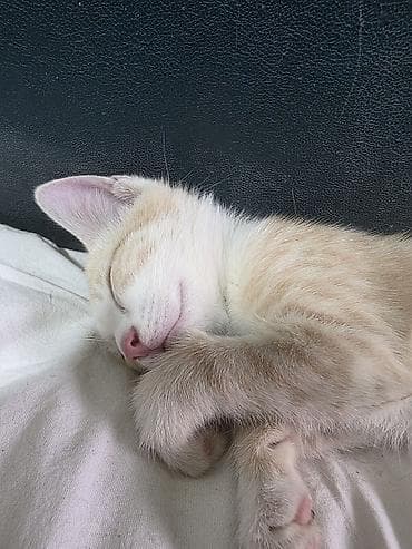 корм для кошек и котят: Котёнок кремово-рыжего окраса - Описание: ласковый. Главное чтовы вы — 1