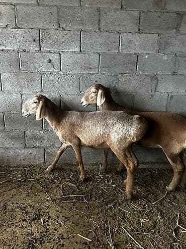 ярок: Продаю | Овца (самка), Ягненок | Арашан — 9