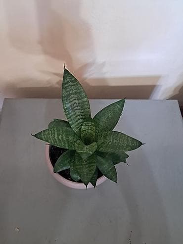 Сансевирия 300,эухарис 300,монстера 150,традесканция 150 — 3