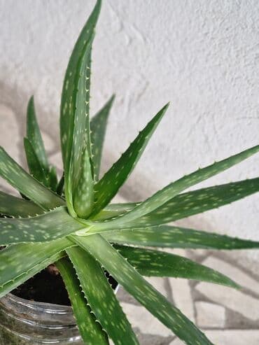 алоэ вера форевер: "Алоэ-Вера" Продаю бoльшой Алоэ-Вера 🌱 Вoзрaст: - 5ти летки. В — 3
