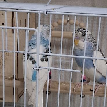 волнистые попугаи альбиносы: Продаются волнистые попугаи. Молодые, активные, красивые, с ярким — 4