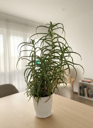 Алоэ (суккулент) в декоративном горшке - Крупное домашнее растение с