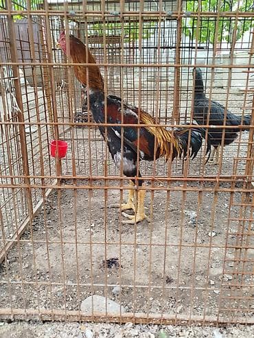 бир: Дакан короз сатылат Бир козу кор алмашу жолдору бар домашний тооко — 3