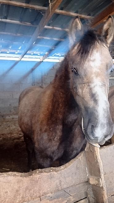 Услуги ветеринара: Продаю | Кобыла (самка) | Рабочий — 1