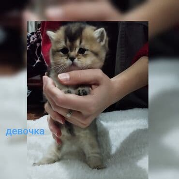 вислоухий кот купить: Скотиш Страйт (Шотландская прямоухая), 1 месяц, Девочка, Приучена к лотку — 1