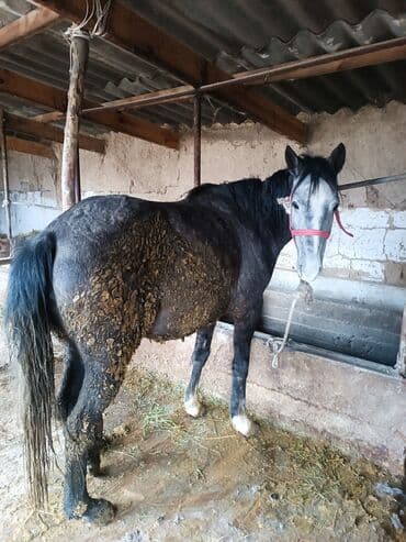 абиссинский кот: Продаю | Кобыла (самка) | Для разведения, Для молока, Рабочий — 8