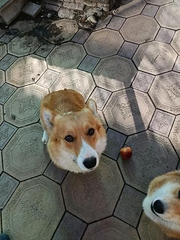 купить корги пемброк: Корги, мальчик и девочка, желательно вместе, возраст полтора года — 3