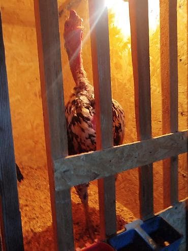 яйцо биг 6 купить: Дакан чон короз сатылат активный алмашу жолдору бар жемге жугоруго — 4