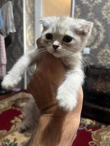 шотландская прямоухая цена: Шотландские котята, серебристо‑серые, плюшёвая шерсть. Ушки у части — 5