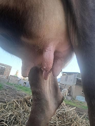 алабай кучуктор: Продаю | Корова (самка) | Алатауская | Для молока — 4