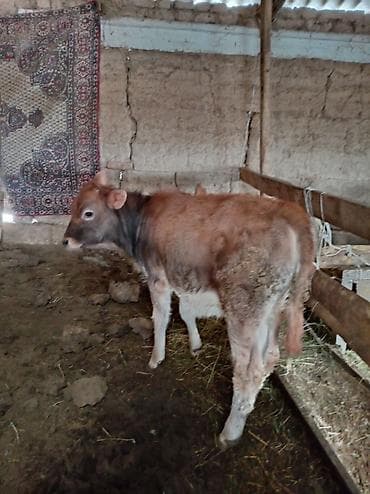 Аквариумы: Продаю | Музоо, торпок | Швицкая | Для разведения — 6