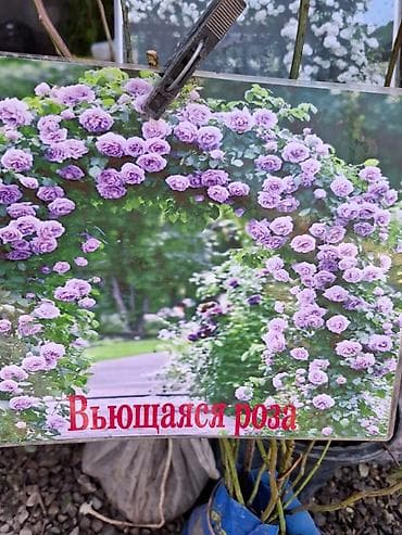 Дом и сад: Саженцы Самовывоз — 4